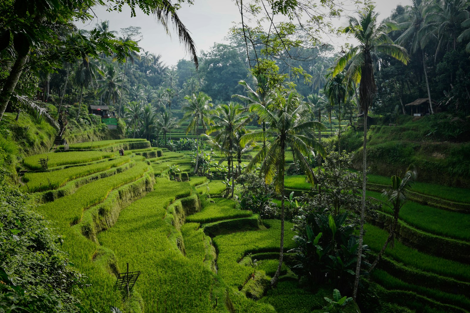 Balinese temple setting used as an illustrative image for a Pura Samuan Tiga guide