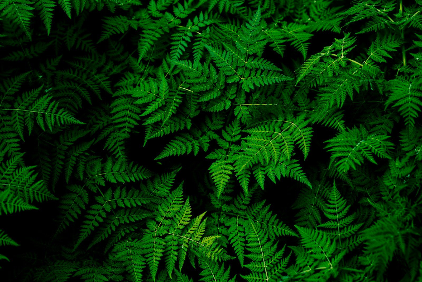 Tropical plants used as an illustrative image for a Ubud Botany Interactive guide